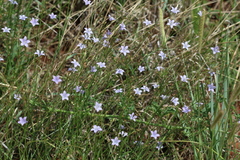 Wahlenbergia virgata