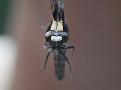 Cyanothemis simpsoni
