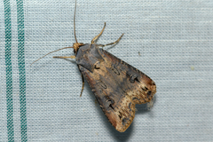 Agrotis ipsilon