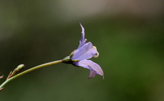 Wahlenbergia virgata