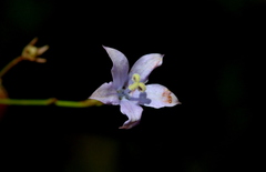 Wahlenbergia virgata