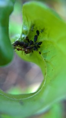 Prenolepis