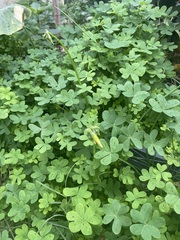 Oxalis pes-caprae