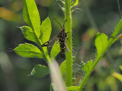 Pyropteron triannuliformis