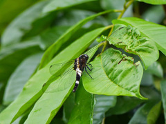 Cyanothemis simpsoni