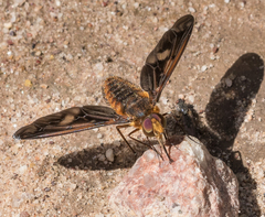 Poecilanthrax ingens