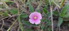 Monsonia senegalensis
