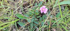 Monsonia senegalensis