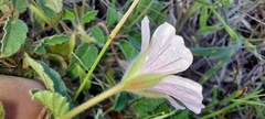 Monsonia senegalensis