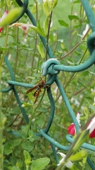 Polistes weyrauchorum