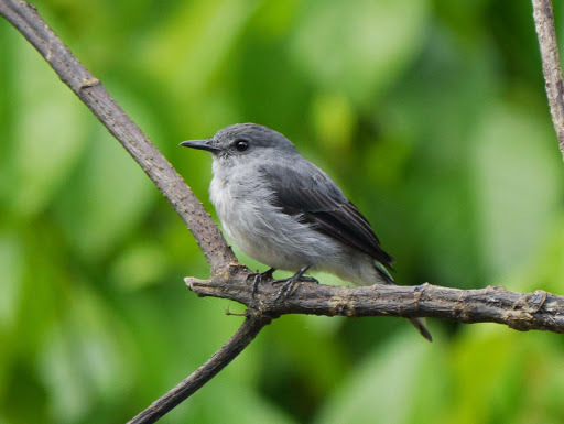 Cassin's Flycatcher photo