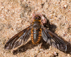 Poecilanthrax ingens