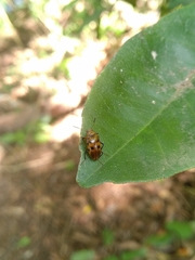 Poecilesthus marginicollis