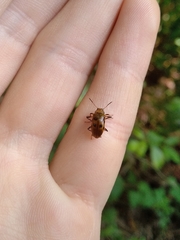 Poecilesthus marginicollis