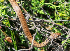 Eirenis modestus semimaculatus