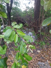 Laguncularia racemosa