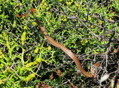 Eirenis modestus semimaculatus