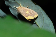 Euproctis quadrangularis