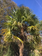 Trachycarpus