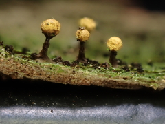 Hemitrichia leiotricha