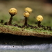 Hemitrichia leiotricha - Photo (c) Ryan Durand, some rights reserved (CC BY-NC), uploaded by Ryan Durand