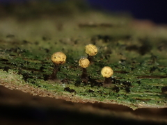 Hemitrichia leiotricha