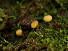 Hemitrichia leiotricha