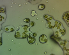 Hemitrichia leiotricha