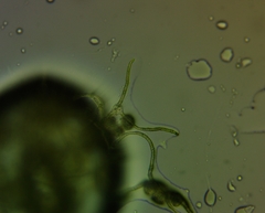 Hemitrichia leiotricha