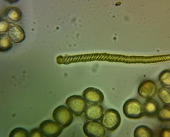 Hemitrichia leiotricha