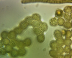 Hemitrichia leiotricha