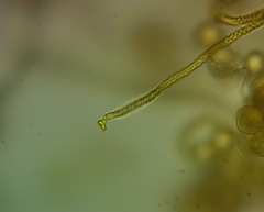 Hemitrichia leiotricha