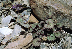 Dracocephalum stamineum