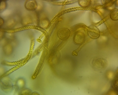 Hemitrichia leiotricha