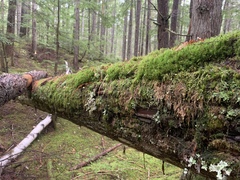 Hemitrichia leiotricha