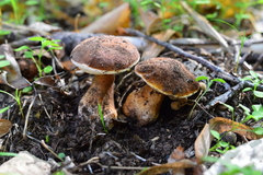Gyroporus castaneus