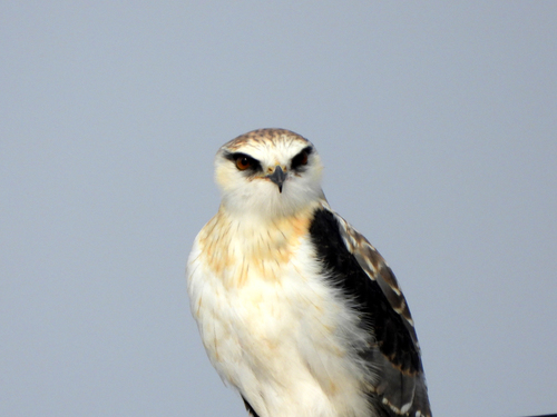 Black-winged Kite
