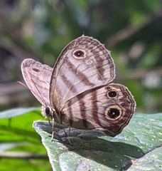 Euptychia