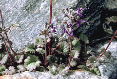 Dracocephalum stamineum