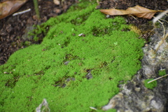 Weissia jamaicensis