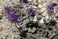 Dracocephalum stamineum