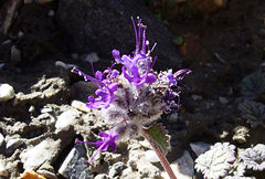 Dracocephalum stamineum