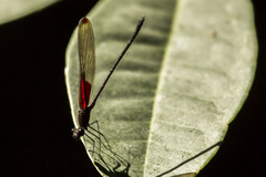 Hetaerina rosea