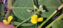Crotalaria orixensis