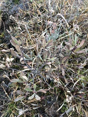 Myrica