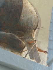 Anacridium aegyptium