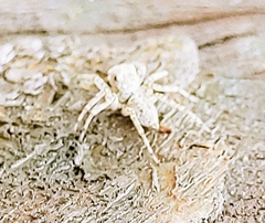 Maeota