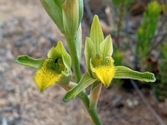 Chloraea cristata