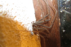 Tegenaria