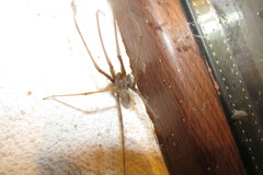 Tegenaria